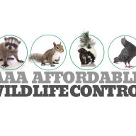 aaawildlife11